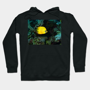 Red Sea Gold Hoodie